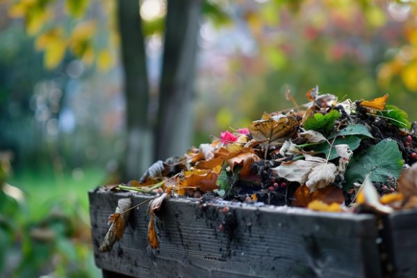 Wynajem kontenera na odpady zielone we Wrocławiu